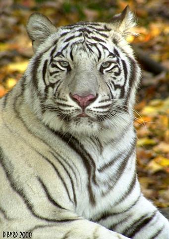 La Rosa Blanca Society White Tiger